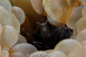 Bubble shrimp II by Stan Flachs 